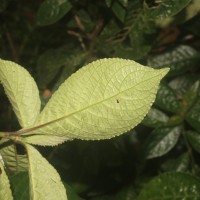 Strobilanthes crispa (L.) Blume